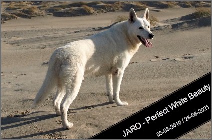 Jaro - American white shepperd 11 years old